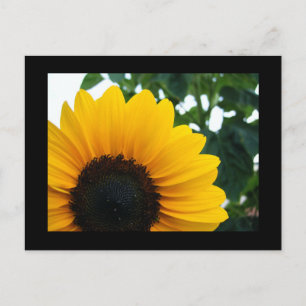 Carte Postale Tournesol