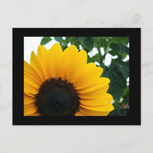Carte Postale Tournesol (Devant)