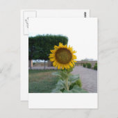 Carte Postale Tournesol (Devant / Derrière)