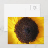 Carte postale Tournesol (Devant / Derrière)