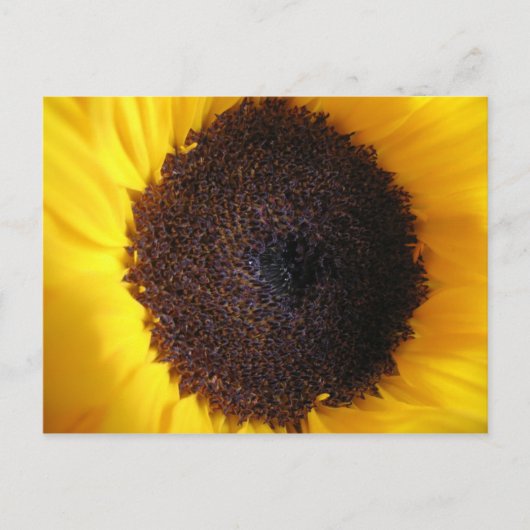 Carte postale Tournesol (Devant)