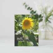Carte Postale tournesol (Debout devant)