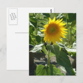 Carte Postale tournesol (Devant / Derrière)