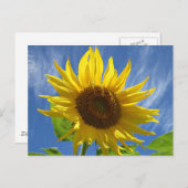 Carte postale Tournesol (Devant / Derrière)