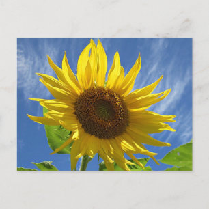 Carte postale Tournesol