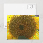 Carte Postale Tournesol (Devant / Derrière)