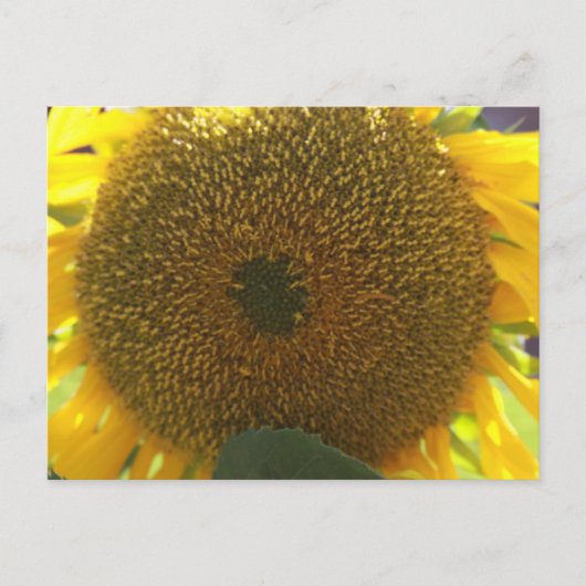 Carte Postale Tournesol (Devant)