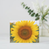 Carte Postale Tournesol (Debout devant)