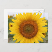 Carte Postale Tournesol (Devant / Derrière)