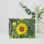 Carte Postale Tournesol (Debout devant)