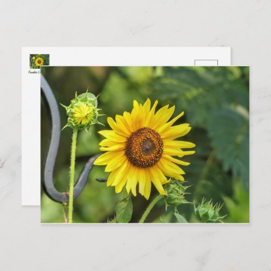 Carte Postale Tournesol (Devant / Derrière)