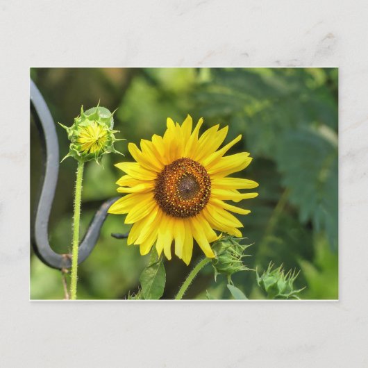 Carte Postale Tournesol (Devant)