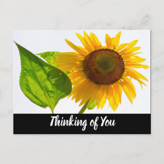 Carte Postale Tournesol