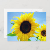 Carte Postale Tournesol (Devant / Derrière)