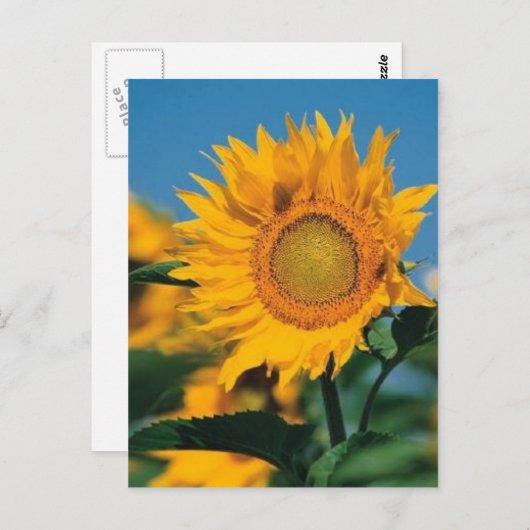 Carte Postale Tournesol (Devant / Derrière)