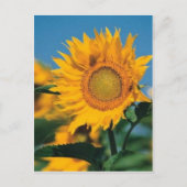 Carte Postale Tournesol (Devant)