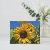 Carte Postale Tournesol (Debout devant)