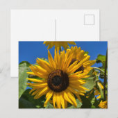 Carte Postale Tournesol (Devant / Derrière)