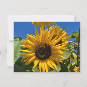 Carte Postale Tournesol