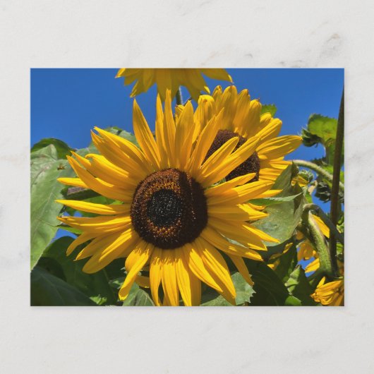 Carte Postale Tournesol (Devant)
