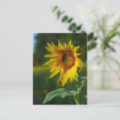 Carte Postale Tournesol (Debout devant)