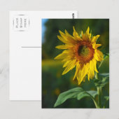 Carte Postale Tournesol (Devant / Derrière)