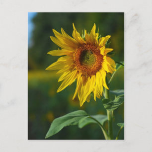 Carte Postale Tournesol