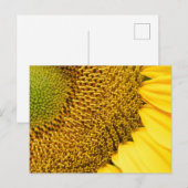 Carte Postale Tournesol (Devant / Derrière)