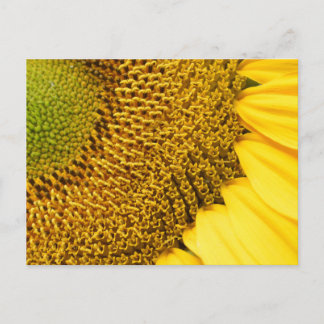 Carte Postale Tournesol