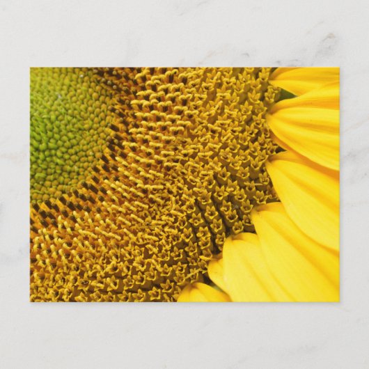Carte Postale Tournesol (Devant)