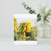 Carte Postale Tournesol (Debout devant)