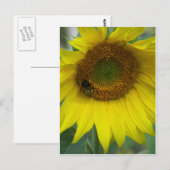 Carte Postale tournesol (Devant / Derrière)