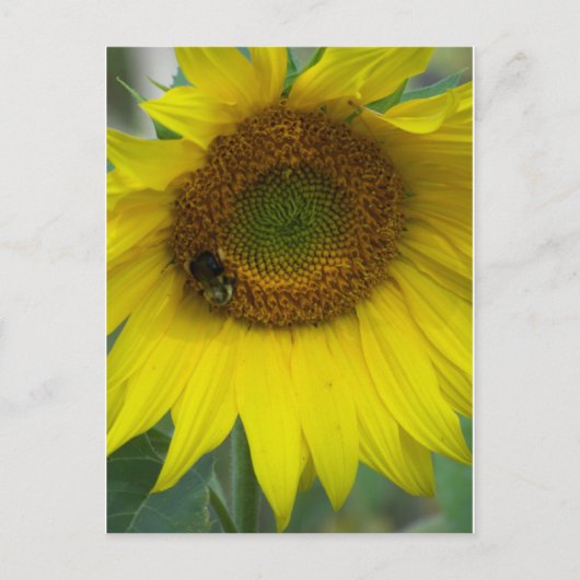 Carte Postale tournesol (Devant)