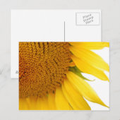 Carte Postale Tournesol (Devant / Derrière)