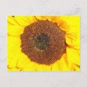 Carte Postale Tournesol (Devant)