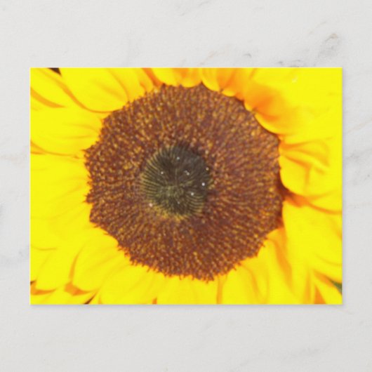 Carte Postale Tournesol (Devant)