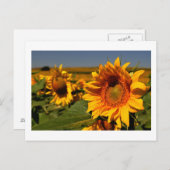 Carte Postale tournesol (Devant / Derrière)