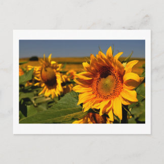 Carte Postale tournesol