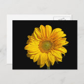 Carte Postale Tournesol (Devant / Derrière)