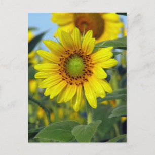 Carte Postale Tournesol