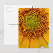Carte Postale Tournesol (Devant / Derrière)