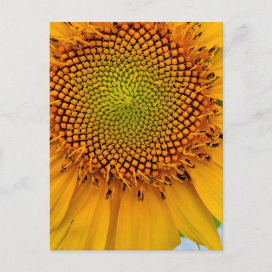 Carte Postale Tournesol (Devant)