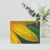 Carte Postale Tournesol (Debout devant)