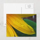 Carte Postale Tournesol (Devant / Derrière)