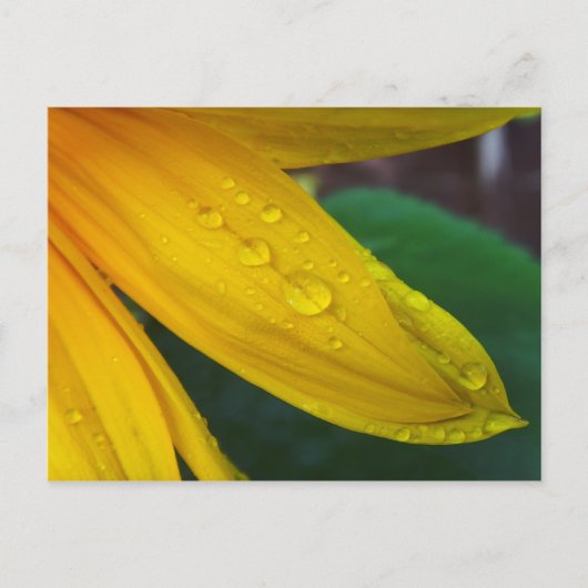 Carte Postale Tournesol (Devant)