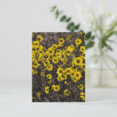 Carte Postale Tournesol (Debout devant)