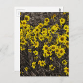 Carte Postale Tournesol (Devant / Derrière)