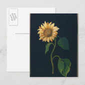 Carte Postale Tournesol (Devant / Derrière)
