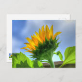 Carte Postale Tournesol (Devant / Derrière)