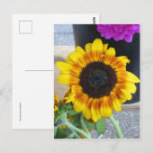 Carte Postale Tournesol (Devant / Derrière)